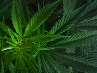 nature's wellness duo cbd and thc unveiled