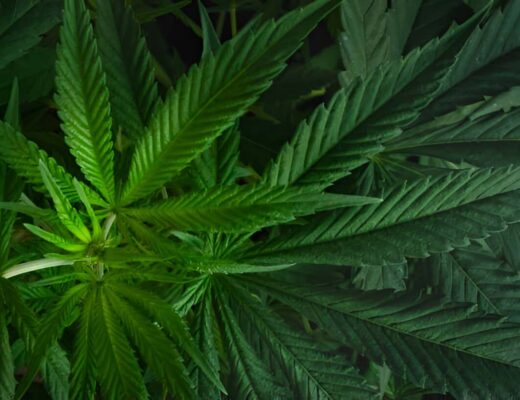 nature's wellness duo cbd and thc unveiled