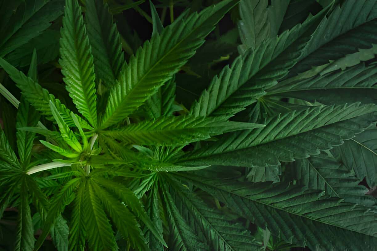 nature's wellness duo cbd and thc unveiled